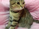 Scottish Fold Ci̇nsi̇ Di̇şi̇ Kedi̇leri̇mi̇ Sahi̇plendi̇ri̇yorum