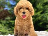 Sevi̇mli̇ Poodle Yavrularimiz