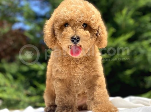 Sevi̇mli̇ Poodle Yavrularimiz görsel