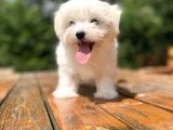 Orji̇nal Maltese Terri̇er Bebekler