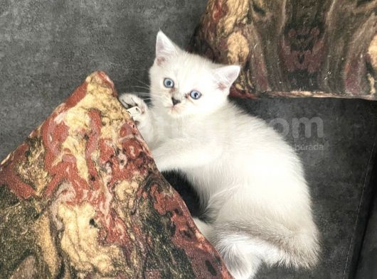 Anne Russian Blue Baba Scotish Fold görsel