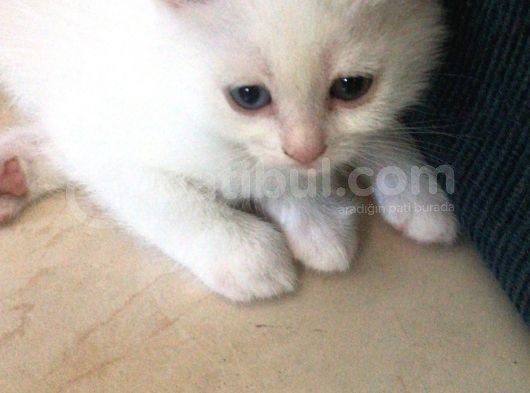 Scotish Fold Ve British Short Hair Yavrular görsel