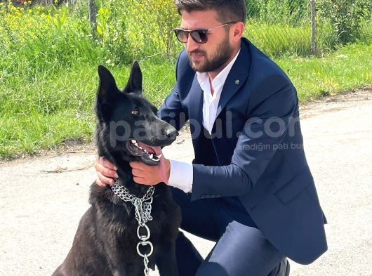 Hareketli̇ Black Soli̇d Yavrular Hazir görsel