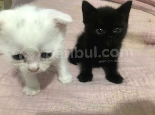 Scotish Fold Ve British Short Hair Yavrular görsel