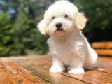 Malti̇poo Bebekleri̇mi̇z Di̇zayn Irk