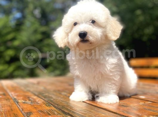 Malti̇poo Bebekleri̇mi̇z Di̇zayn Irk