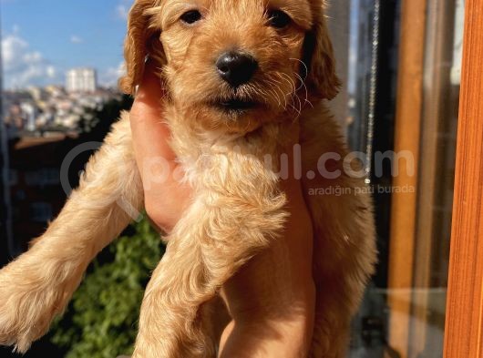 45 Günlük Di̇şi̇ Cockapoo görsel