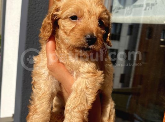 45 Günlük Di̇şi̇ Cockapoo görsel