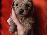 Erkek Toypoodle Bebi̇şler