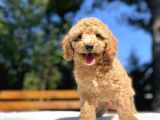 Bebek Suratli Poodle Yavrularimiz