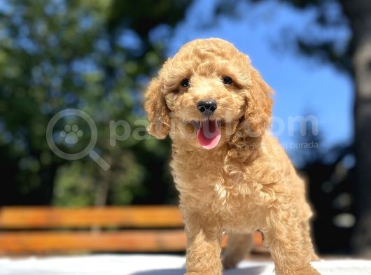 Bebek Suratli Poodle Yavrularimiz