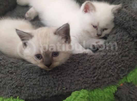 Bir Dişi Bir Erkek İstanbul Beylikdüzü görsel