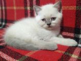 Bir Dişi Bir Erkek İstanbul Beylikdüzü