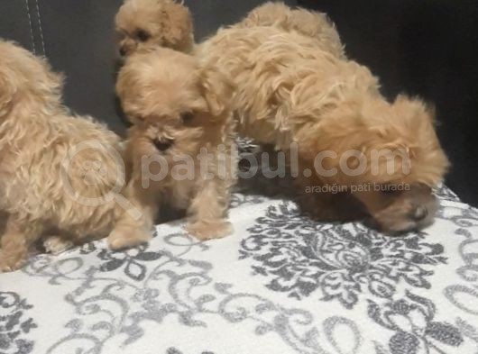 Teslime Hazir Orjinal Maltipoo Bebekler görsel