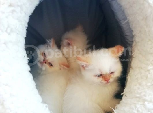 Exotic Shorthair Erkek Ve Disi Yavrular görsel