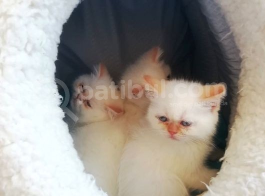 Exotic Shorthair Erkek Ve Disi Yavrular görsel