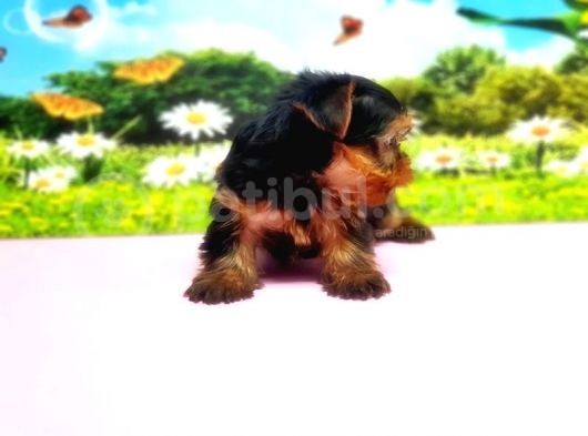 Teacup Yorkshi̇re Terri̇er Yavru görsel