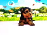 Teacup Yorkshi̇re Terri̇er Yavru