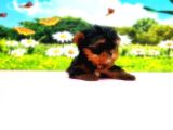 Teacup Yorkshi̇re Terri̇er Yavru