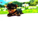 Teacup Yorkshi̇re Terri̇er Yavru