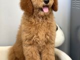 Amerikan Gen Hypoallergenik Irk Labradoodle Yavruları
