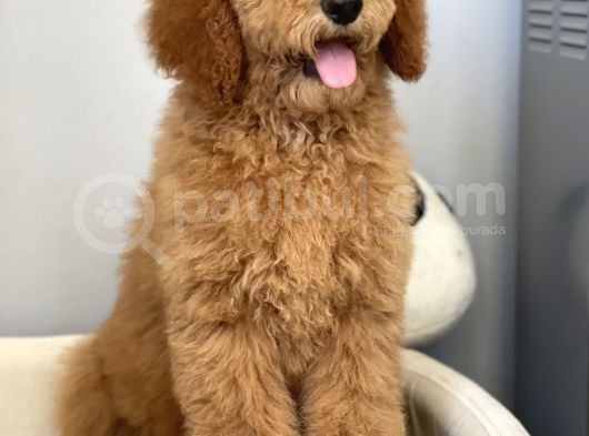 Amerikan Gen Hypoallergenik Irk Labradoodle Yavruları görsel