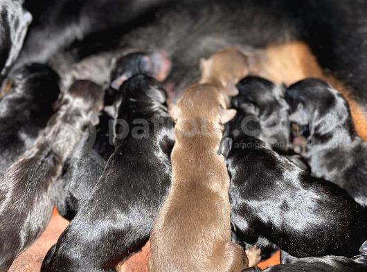 Safkan Doberman Yavruları Dünyaya Geldi görsel