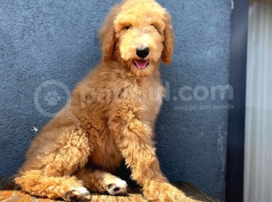 Dev Poodle Anne Baba 55-65 Cm Koca Patiler görsel