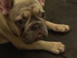 12 Aylık Dişi French Bulldog Lilac Sable