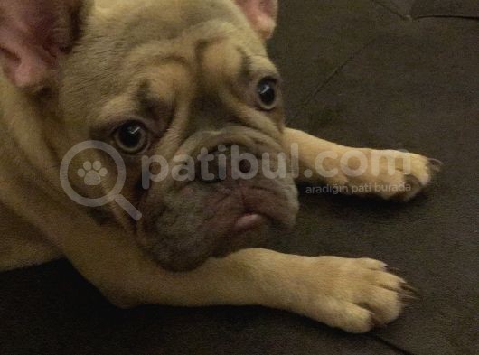 12 Aylık Dişi French Bulldog Lilac Sable görsel