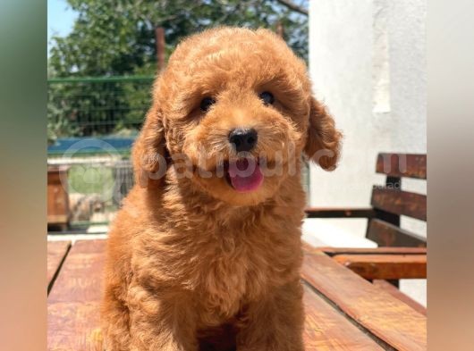 Ciftligimizden Irk Garantili Poodle Bebekler