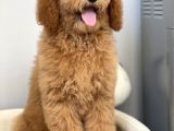 Amerikan Gen Hypoallergenik Irk Labradoodle Yavruları