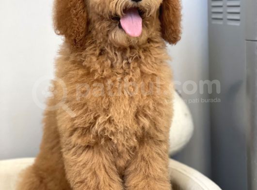 Amerikan Gen Hypoallergenik Irk Labradoodle Yavruları görsel