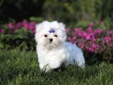 Tüy Dökmeyen Maltese Mini Boy Yavrular