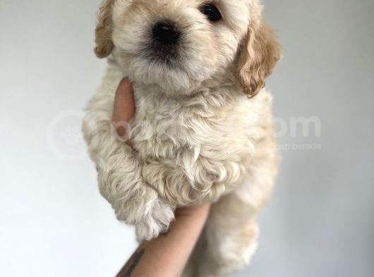 Xxsmall Maltipoo Bebeklerim görsel