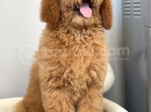 Amerikan Gen Hypoallergenik Irk Labradoodle Yavruları