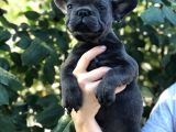 Egzotik French Bulldog