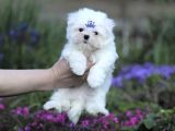Tüy Dökmeyen Maltese Mini Boy Yavrular