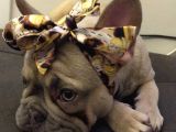 12 Aylık Dişi French Bulldog Lilac Sable