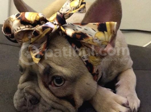 12 Aylık Dişi French Bulldog Lilac Sable görsel