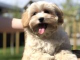 Multigen Anne Baba 3 Kg Maltipoo Orjinal Yavrularımız
