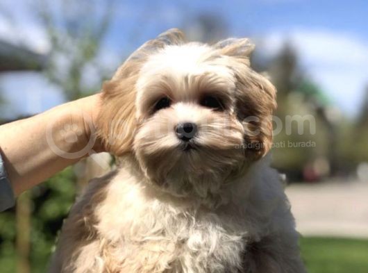 Multigen Anne Baba 3 Kg Maltipoo Orjinal Yavrularımız görsel
