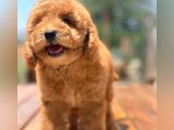Ciftligimizden Irk Garantili Poodle Bebekler