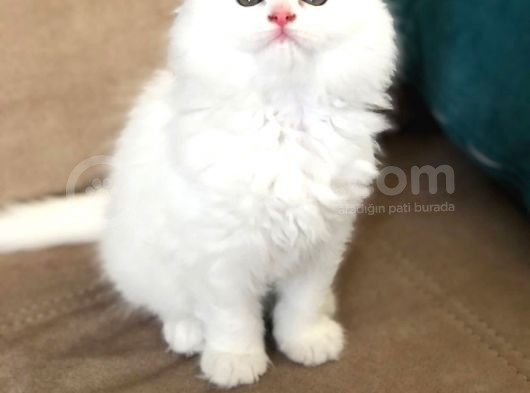 Scottish Longhair 5 Aylık Kızımız Yuvasını Arıyor