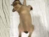 12 Aylık Dişi French Bulldog Lilac Sable