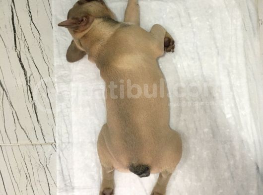 12 Aylık Dişi French Bulldog Lilac Sable görsel
