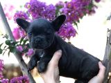 Egzotik French Bulldog