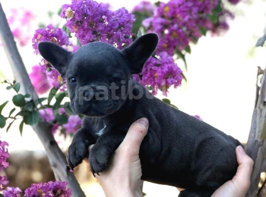 Egzotik French Bulldog görsel