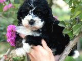 Malti̇poo Baby