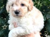 Malti̇poo Baby